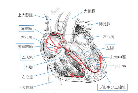 刺激伝導系