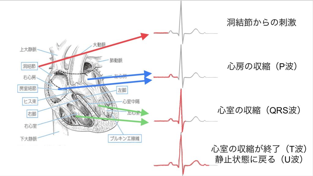 刺激伝導系