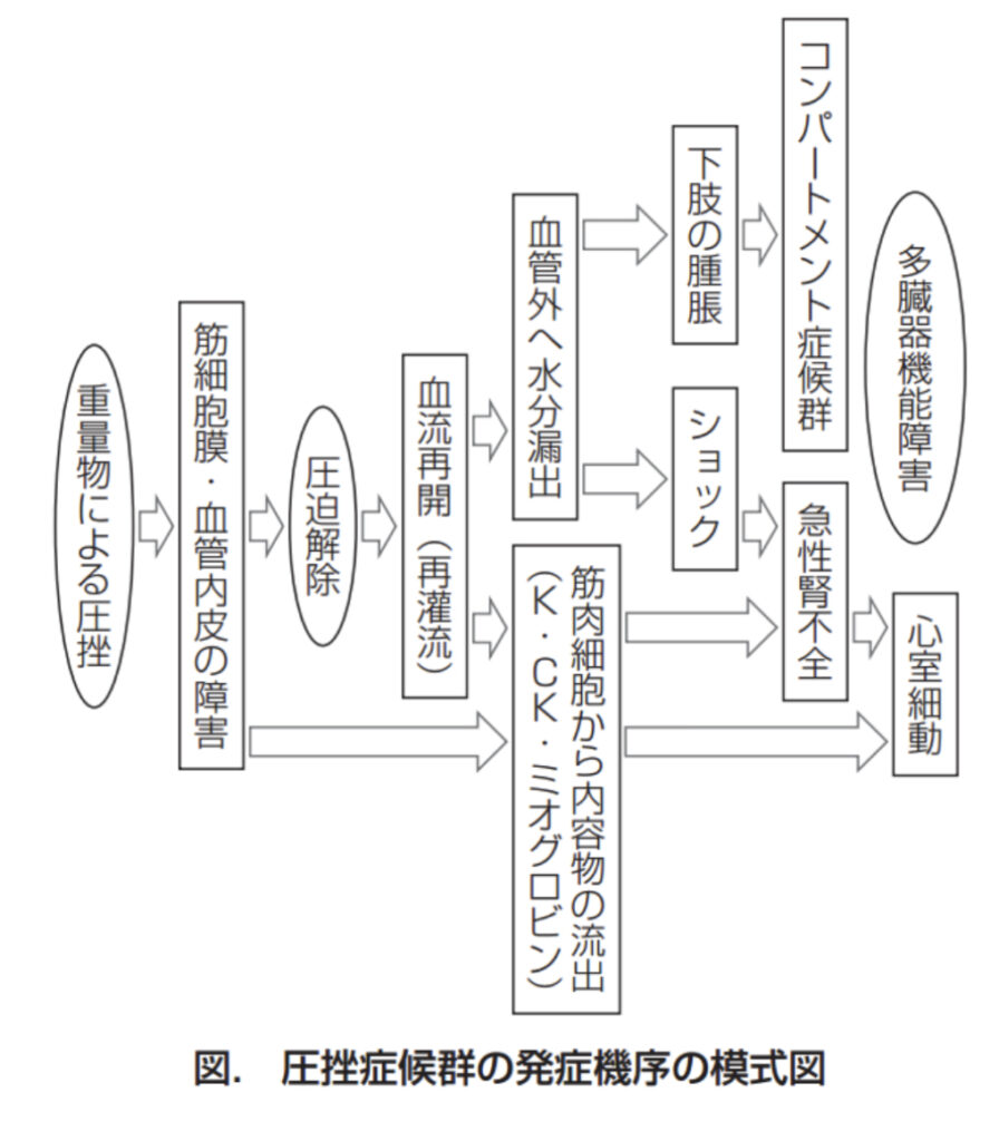 クラッシュ症候群の発生機序