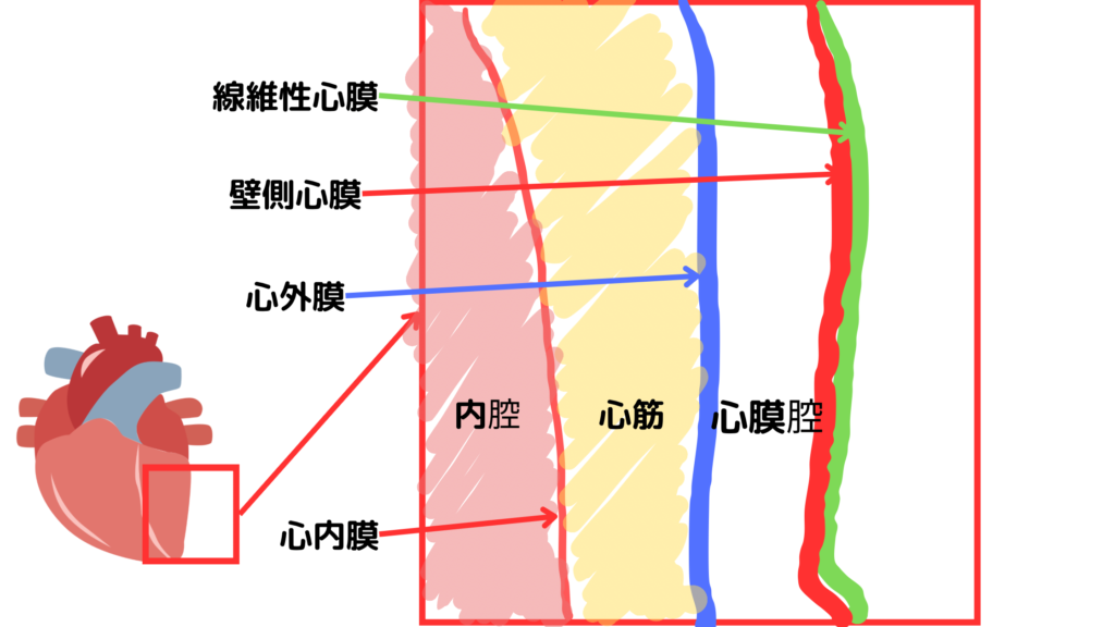 心臓の解剖生理