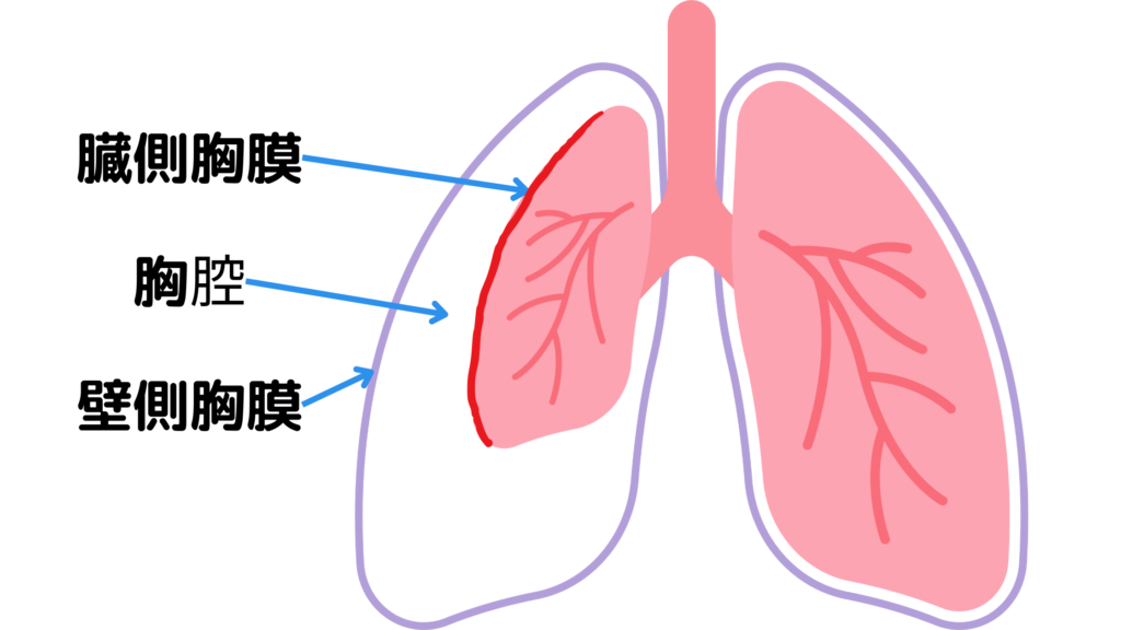 肺の解剖生理