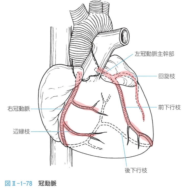 冠動脈