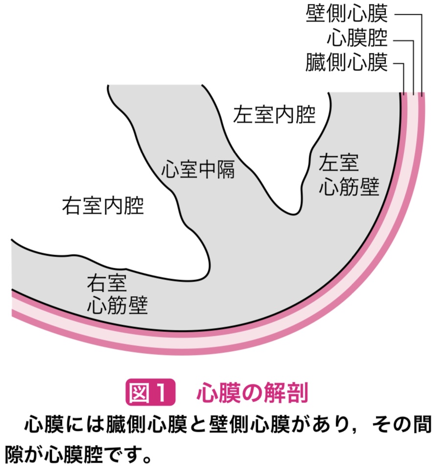 心膜炎の解剖